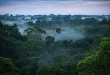 Brazil Bisa Dijadikan Contoh, Jika Ingin Kelola Hutan