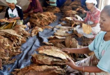 HKTI Desak Pemerintah Evaluasi PP 28/2024, Ancaman bagi Petani Tembakau dan Industri Hasil Tembakau