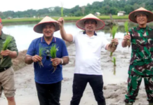 Dukung Program Swasembada Pangan, Parmin Terjun Langsung ke Sawah