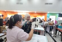 Dari Vaksin Gratis Hingga Fashion Show Kucing: ICA Palembang Manjakan Para “Cat Lovers”
